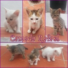 CAMADA RAFAEL. Tres hermosos hermanitos de un mes necesitan hogar. - mejor precio | unprecio.es