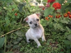Chihuahua hembrita color platino, glamour y pedigree - mejor precio | unprecio.es