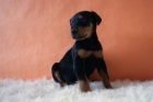 Doberman , machos & hembras disponibles cachorros criados por nosotros - mejor precio | unprecio.es