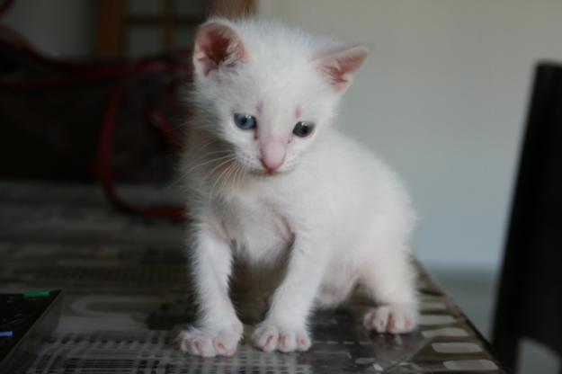 Gatito blanco ojos dispares en adopcion