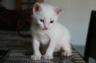 Gatito blanco ojos dispares en adopcion - mejor precio | unprecio.es