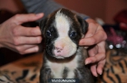 vendo dos cachorros de boxer - mejor precio | unprecio.es