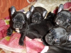 vendo preciosos cachorros de bulldog frances - mejor precio | unprecio.es