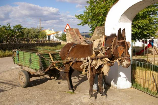 Venta de Mulos