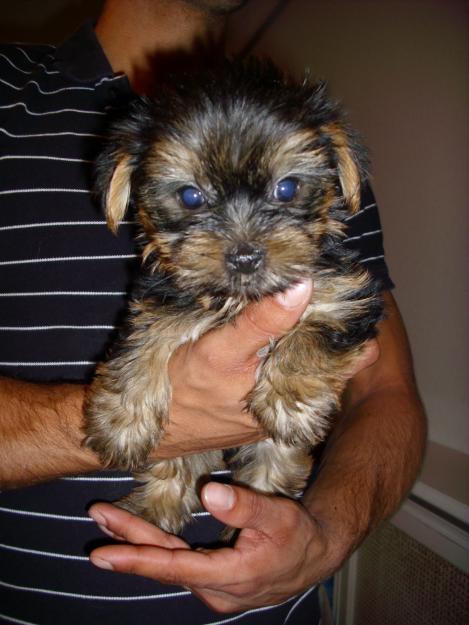 YORKI PRECIOSOS
