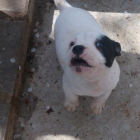 espectácular cachorro staffordshire bull terrier - mejor precio | unprecio.es