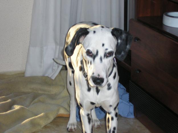 Busco dalmata macho para montar