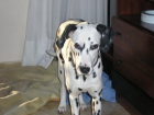 Busco dalmata macho para montar - mejor precio | unprecio.es