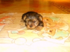 Cachorro Hembra Mini de Yorkshire - mejor precio | unprecio.es