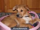 Cachorros de tres meses - mejor precio | unprecio.es