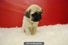 carlinos pug cachorros de calidad disponibles - mejor precio | unprecio.es