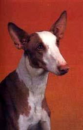 Podenco Ibicenco Necesito un Podenco Ibicenco Auxilio