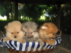 POMERANIA PRECIOSOS CACHORROS PARA ENTREGAR - mejor precio | unprecio.es