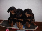 Precioso Rottweiler - mejor precio | unprecio.es