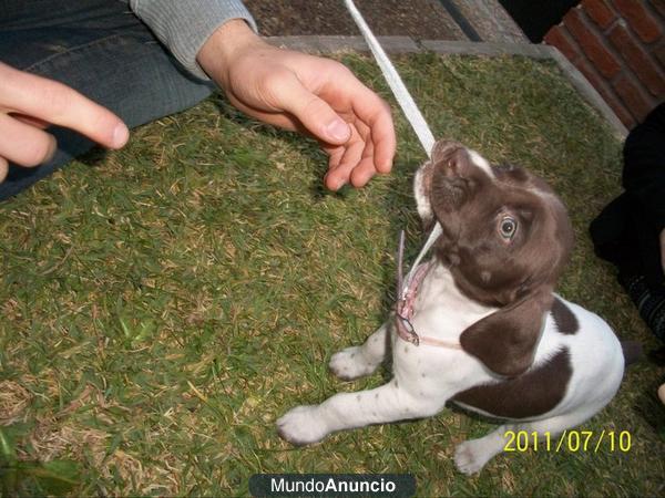 Regalo Braco Aleman