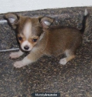 Regalo chihuahuas minituras toy garantia y pedigree. - mejor precio | unprecio.es