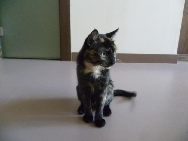 regalo gatita castrada y con microchip