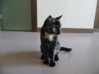 regalo gatita castrada y con microchip - mejor precio | unprecio.es