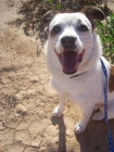 remo, este pequeñin, necesita un hogar!Fue abandonado siendo un cachorro increíblemente miedoso con unos 7 u 8 meses, es - mejor precio | unprecio.es