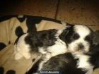 Se venden cachorros de Shih Tzu 200€ - mejor precio | unprecio.es