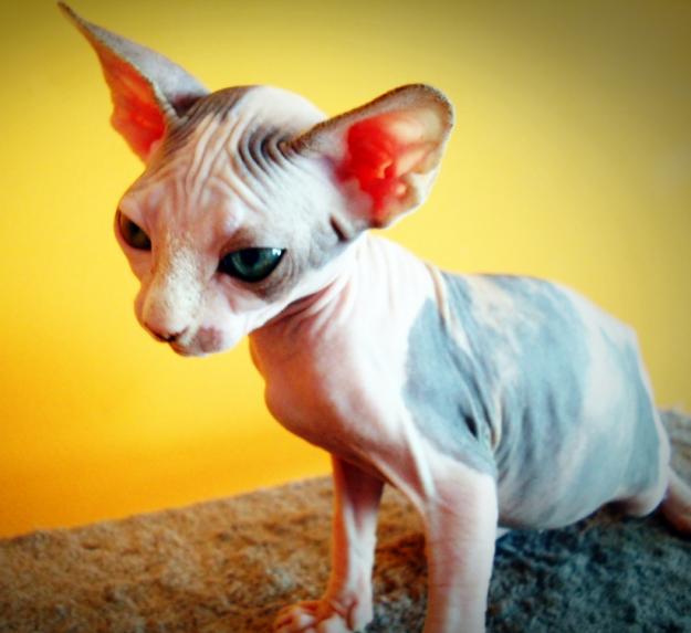 sphynx the divine
