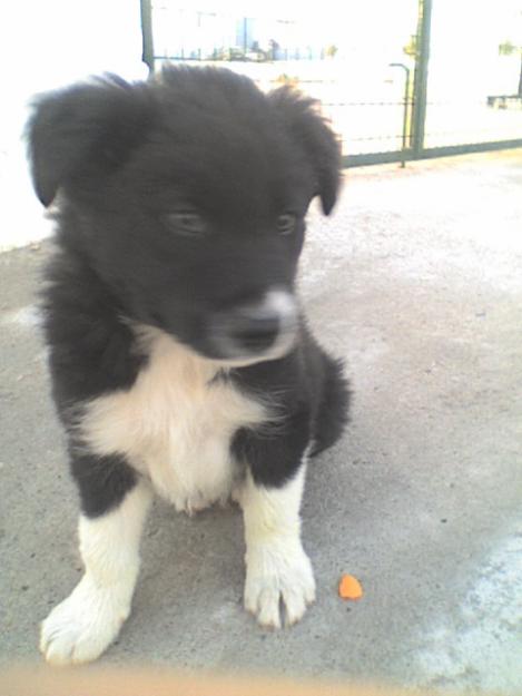 VENTA DE CACHORROS BORDER COLLIE PUROS