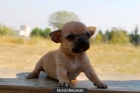 Chihuahua toy en MADRID¡ - mejor precio | unprecio.es
