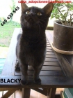 ADOPTA A BLACKY - mejor precio | unprecio.es