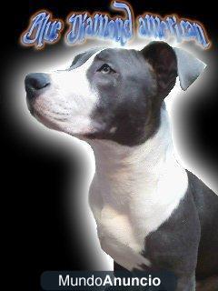 American Staffordshire Terrier Blue para montas