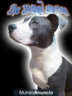 American Staffordshire Terrier Blue para montas - mejor precio | unprecio.es