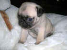 Cachorritos de Carlino de expecial calidad. - mejor precio | unprecio.es
