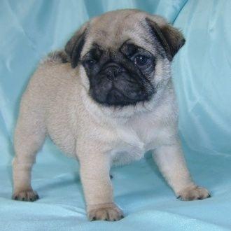 Carlino