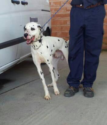 Casper, perro en acogida o adopción