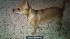 chihuahua hembra - mejor precio | unprecio.es