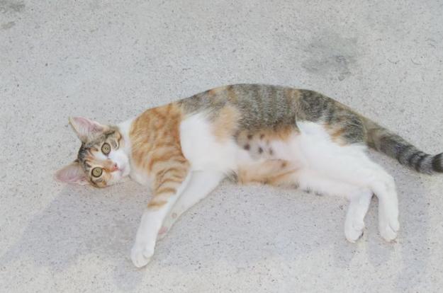 lana una gata, es muy especial