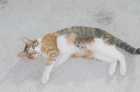 lana una gata, es muy especial - mejor precio | unprecio.es