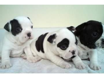 Preciosos cachorros de bulldog frances 140 euro
