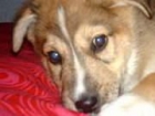 REGALO CACHORROS - mejor precio | unprecio.es