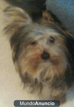 Se vende Yorkshire 200 euros
