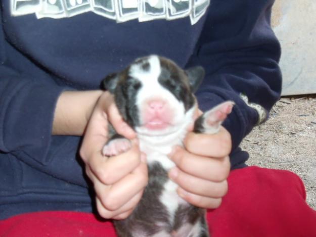 SE VENDEN AMERICAN STAFFORDSHIRE TERRIER