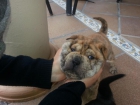 vendo o cambio cachorritos de Shar Peis - mejor precio | unprecio.es