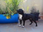 vendo perrita de staffordshire bull terrier - mejor precio | unprecio.es