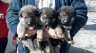 Cachorros Pastor Aleman - mejor precio | unprecio.es