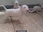 camada cachorros bull terrier - mejor precio | unprecio.es