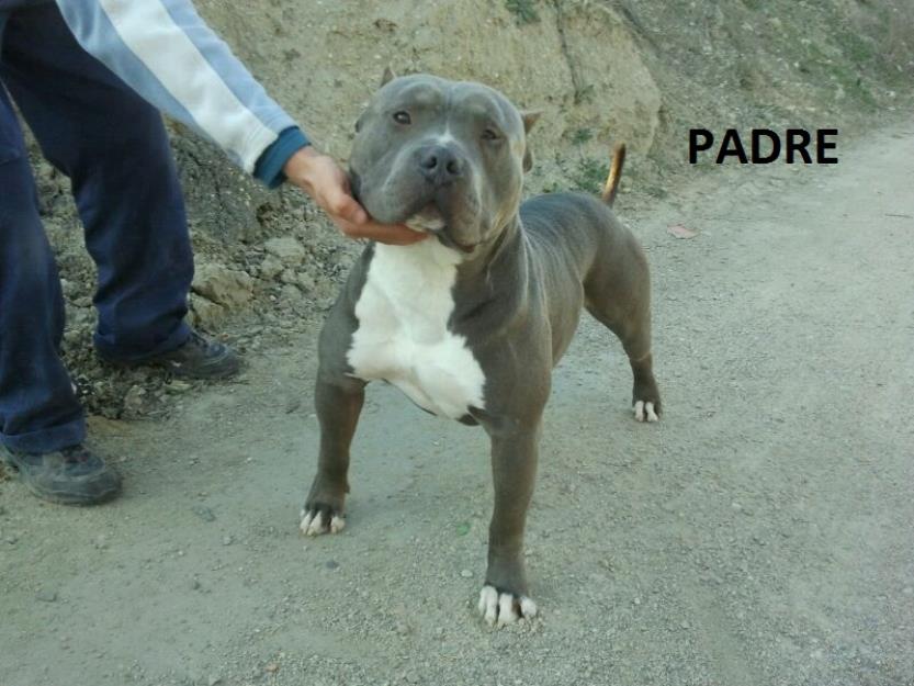 Camada Pitbull Blue con pedigree de USA