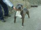 Camada Pitbull Blue con pedigree de USA - mejor precio | unprecio.es