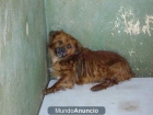 perrito pekinés adopción urgente - mejor precio | unprecio.es