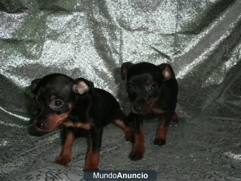 Pinscher miniatura. doberman en miniatura,