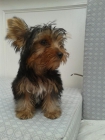 ULTIMO!!! Cachorro Yorkshire macho - mejor precio | unprecio.es