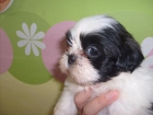 ultimo shih tzu - mejor precio | unprecio.es